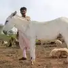 Kaluthai Paal Nanmaigal,கழுதைப்பாலில் இவ்வளவு நன்மைகள் இருக்கா ...