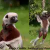 Lemur Dancing Video,வைரலாகும் க்யூட் லெமூர் குரங்கு டான்ஸ் - வீடியோ இதோ ...