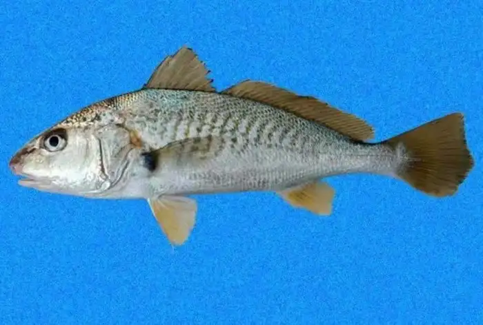Croaker Fish,ஒரு மீனின் விலை ரூ7.8 லட்சம்... அப்படி என்ன இருக்கிறது ...