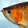 Arowana Fish,இந்த மீனின் விலை ரூ2 கோடி.... ஏன் தெரியுமா? - this fish ...