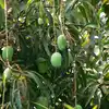 Saharanpur Mango,ஒரே மரத்தில் காய்த்த 121 வகை மாம்பழங்கள்... அதிசயம் ...