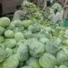 Cabbage Eating Benefits,தினமும் ஒரு கைப்பிடியளவு முட்டைகோஸ் சாப்பிடுங்க ...
