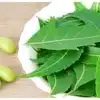 Side Effects Of Neem In Tamil,Neem Benefits : வேப்பிலையின் மோசமான 6 ...