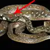 Rhabdophis Bindi Snake,நெற்றில் குங்கும பொட்டுவைத்து போன்ற புதிய வகை ...