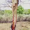 Velam Tree Power,வேல மரத்துல.. இவ்வளவு பவர் இருக்கா?; அம்பலப்படுத்தும் ...