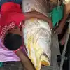 Telia Bhola Fish In Kolkata,மீனவர் வலையில் சிக்கிய ரூ36 லட்சம் ...
