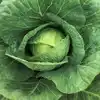 Cabbage Benefits How To Use Cabbage For Pain,உடலில் ஏற்படும் வலிகளுக்கு ...