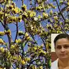 Purasu Tree Benefits In Ayurveda,ரத்தத்தை சுத்திகரிக்கும் புரசு மர ...