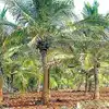 Coconut Farmers,தென்னை விவசாயிகளின் முக்கிய கவனத்திற்கு....! - tirupur ...