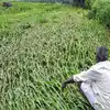 Maharashtra Farmers,Fasal bima yojana: 2 ஏக்கர் பயிர்கள் நாசம்.. 1.76 ...
