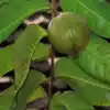 Guava Leaves Benefits, கொய்யா இலை உணவுல சேர்த்துகிட்டா இவ்ளோ மருத்துவ ...