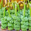 Banana Price,வாழை விவசாயிகள் வேதனை.. காரணம் என்ன தெரியுமா? - banana ...