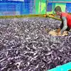 Fish Farming Business,சொந்தமாக தொழில் தொடங்க ஆசையா? நல்ல தொழில் கைவசம் ...