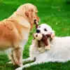 Animal Death Rituals,Funeral Rites Of Pets: ಸಾಕುಪ್ರಾಣಿಗಳ ...