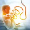 7 Week Pregnancy Baby Development,7 ನೇ ವಾರದ ಗರ್ಭಾವಸ್ಥೆಯಲ್ಲಿ ಭ್ರೂಣದ ...