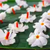 ಬೆನ್ನು ನೋವಿಗೆ ಮನೆಮದ್ದು,ಪಾರಿಜಾತ ಹೂವಿನಿಂದ ಬೆನ್ನು ನೋವು ನಿವಾರಿಸಬಹುದಂತೆ ...