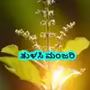 Tulsi Manjari: ತುಳಸಿ ಮಂಜರಿಯಿಂದ ಹೀಗೆ ಮಾಡಿ ನಿಮ್ಮೆಲ್ಲಾ ಹಣದ ಸಮಸ್ಯೆಗಳೂ ಮಾಯ ...
