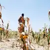 ಬರ ಪರಿಹಾರ ಹಣ ಪಡೆಯಬೇಕಾದರೆ ರೈತರಿಗೆ Unique Farmer Id (ಎಫ್ಐಡಿ) ಕಡ್ಡಾಯ - to get cross loss relief compensation from government farmers need to have unique farmer identity - fid number in karnataka - vijaykarnataka