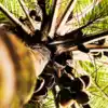 Coconut Tree: ಮನೆಯ ಮುಂದೆ ತೆಂಗಿನ ಮರವಿದ್ದರೆ ಹೀಗೆಲ್ಲಾ ಆಗುತ್ತಂತೆ.! - know ...