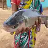 Gujarat State Fish,ಘೋಲ್ ಮೀನು: ಇದು ಯಾವ ರಾಜ್ಯದ ಅಧಿಕೃತ ಮೀನು ಗೊತ್ತಾ? ಇದರ ...
