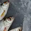 Iran Fish Rain Video,ಮೀನಿನ ಮಳೆ...! : ಆಗಸದಿಂದ ಬೀಳುತ್ತಿದ್ದ ಮತ್ಸ್ಯಗಳನ್ನು ...
