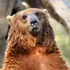 Bear Riding In Motorcycle Sidecar,Viral Video : ಬೈಕ್ ಸವಾರಿಯನ್ನು ...