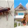 ಮನೆಯಲ್ಲಿ ಜಿರಳೆಗಳು ತುಂಬಿಕೊಂಡು ಬಿಟ್ಟಿದೆಯಾ? ಹಾಗಾದ್ರೆ ಈ ಮನೆಮದ್ದುಗಳನ್ನು ಟ್ರೈ ...