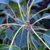 Sacred Trees,Peepal Tree: ಅರಳಿ ಮರ ಪೂಜಿಸಿದರೆ ಅದೃಷ್ಟ ಮತ್ತು ಸಂಪತ್ತು ...