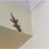 Lizard Problem,ಮನೆಯಲ್ಲಿ ಹಲ್ಲಿಗಳ ಕಾಟ ಹೆಚ್ಚಾಗಿದ್ಯಾ? ಮನೆಯೊಳಗೆ ಈ ಗಿಡಗಳನ್ನು ...