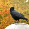 Crow Signs,ಹೊರಗಡೆ ಹೋಗುವಾಗ ಕಾಗೆಯೊಂದು ಈ ರೀತಿ ಕೂಗಿದರೆ ಸಾವಿನ ಸೂಚನೆ.! - crow ...