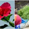 Durva Grass Benefits For Health,ಗಣೇಶನಿಗೆ ಪ್ರಿಯವಾದ ಗರಿಕೆ ಹಾಗೂ ದಾಸವಾಳದಿಂದ ...