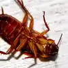 Remedies For Cockroaches,ಬರೀ ಇವುಗಳ ಪರಿಮಳಕ್ಕೆ ಜಿರಳೆಗಳು ಮನೆಯಿಂದ ಓಡಿ ...