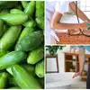 Ivy Gourd Health Benefits,ತೊಂಡೆಕಾಯಿ ಮೂತ್ರದ ಸೋಂಕು ಹಾಗೂ ಬಿಪಿ ಇರೋರಿಗೆ ...