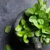 Peppermint For Nausea,ಪುದೀನಾ ಅಜೀರ್ಣಕ್ಕೆ ಮಾತ್ರವಲ್ಲ ವಾಕರಿಕೆ ಸಮಸ್ಯೆಯನ್ನೂ ...
