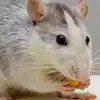 Home Remedies For Rat Problem,ಇಲಿಗಳನ್ನು ಮನೆಯಿಂದ ಹೋಗಲಾಡಿಸಲು ಈ ಉಂಡೆಯಿಂದ ...