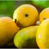 ನೀವು ಖರೀದಿಸುತ್ತಿರುವ ಮಾವಿನಹಣ್ಣು ಕೃತಕವಾಗಿ ಹಣ್ಣಾಗಿಸಿರುವುದಾ ತಿಳಿಯಬೇಕಾದ್ರೆ ...