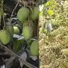 ಮೂರು ದಿನಗಳಿಂದ ಮುಂಗಾರು ಮಳೆ ಮಾವಿನ ಫಸಲು,ಇಳೆಗೆ ತಂಪೆರೆದ ಮಳೆ, ಕೋಲಾರದ ಮಾವು ...
