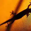 Lizard Falling On Body,ದೇಹದ ಈ ಭಾಗದ ಮೇಲೆ ಹಲ್ಲಿ ಬಿದ್ದರೆ, ರಾತ್ರೋರಾತ್ರಿ ...