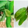 ಬೆಳಗ್ಗೆ ಸೀಬೆ ಎಲೆಗಳನ್ನು ಜಗಿದು ತಿಂದರೆ ಊಟದ ನಂತರ ಬ್ಲಡ್ ಶುಗರ್ ಲೆವೆಲ್ ...