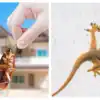 ಜಿರಳೆ ಹಲ್ಲಿ ಹಾಗೂ ಇಲಿಗಳು, ಈ ಮೂವರೂ ಕೂಡ ಒಂದೇ ಮನೆಮದ್ದಿನ ವಾಸನೆಗೆ ...