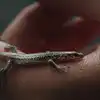Lizard On Women,ಮಹಿಳೆಯರ ದೇಹದ ಯಾವ ಭಾಗದ ಮೇಲೆ ಹಲ್ಲಿ ಬಿದ್ದರೆ ಅತ್ಯಂತ ಶುಭ ...