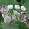 Benefits Of White Aak Plant,ಬಿಳಿ ಎಕ್ಕದ ಬೇರನ್ನು ಮನೆಯೊಳಗೆ ತಂದರೆ ...
