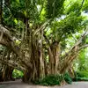 Worship Of Banyan Tree,ಮನೋ ಕಾಮನೆಗಳ ಈಡೇರಿಕೆಗೆ ಆಲದ ಮರದ ಪೂಜೆಯೊಂದೇ ಉತ್ತಮ ...