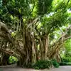 Sacred Tree In Hinduism,ಹಿಂದೂ ಧರ್ಮದಲ್ಲಿ ಪೂಜನೀಯವೆಂದು ಕರೆಯಲಾಗುವ ವೃಕ್ಷಗಳು ...