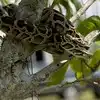 Pythons Lives On Single Tree,ಇದು ಪರಿಸರ ವಿಜ್ಞಾನಕ್ಕೂ ಸವಾಲಾದ ಮರ...! : ಈ ...