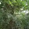 Wayanad,ವಯನಾಡಿನ ಚೈನ್ ಟ್ರೀ ಹಾಗೂ ಅದರಲ್ಲಿರುವ ಆತ್ಮದ ಬಗ್ಗೆ ಕೇಳಿದ್ದೀರಾ? - do ...