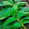 Health Benefits Of Neem,ಬೇವಿನ ನೀರಿನಿಂದ ಸ್ನಾನ ಮಾಡಿದರೆ ಆರೋಗ್ಯಕ್ಕೆ ...