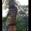 Python Slithers Along Palm Tree,ಹೆಬ್ಬಾವು ತಾಳೆ ಮರವೇರುವ ಸ್ಟೈಲ್ ನೋಡಿದ್ದೀರಾ ...