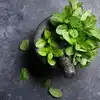 Uses Of Mint Leaves,ನಮ್ಮ ದಿನನಿತ್ಯದ ಆಹಾರದಲ್ಲಿ ಪುದಿನಾ ಏಕೆ ಸೇರಿಸಬೇಕು ...