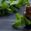 Aromatic Herb,ಪುದೀನಾ ಎಣ್ಣೆಯ ಪ್ರಯೋಜನಗಳನ್ನು ನೀವು ಬಲ್ಲೀರಾ? - benefits of ...